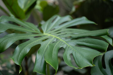 Monstera leaf with distinct splits and vibrant tropical foliage. Botanical background leaf texture and nature pattern © timoha.ig