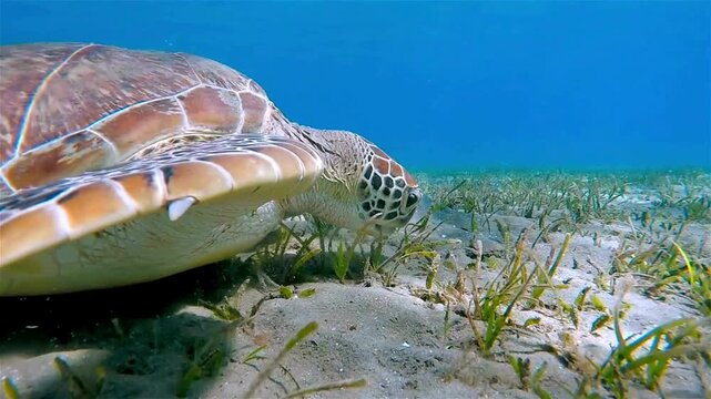 Close-Up View of a Green Sea Turtle Gliding Over Seagrass in Blue Ocean
