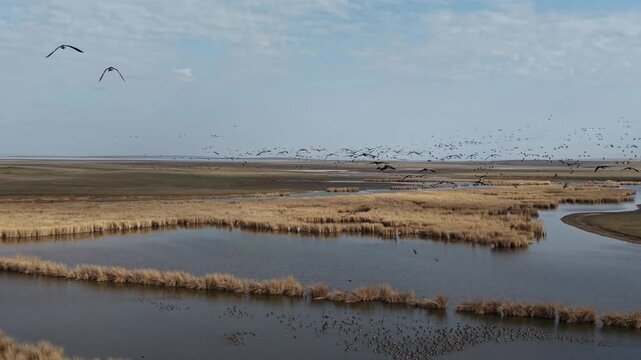 Russia, Kalmykia. Nature Reserve, Lake Manych Gudilo. Migratory birds.