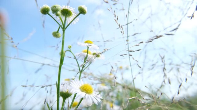 Wild Fleabane Flowers and Meadow Plants Swaying in Gentle Breeze