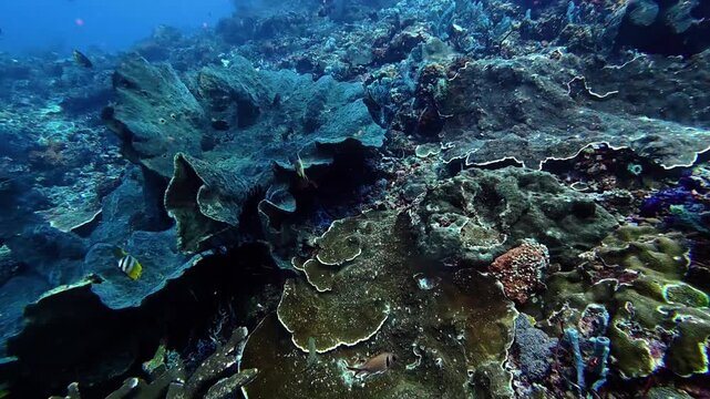 Serene coral reef scene in clear blue water above the reef, natural underwater environment with marine life and vibrant colors, a peaceful and visually stunning marine life documentary shot.