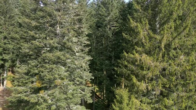 For&ecirc;t des Vosges, vue drone en &eacute;l&eacute;vation verticale