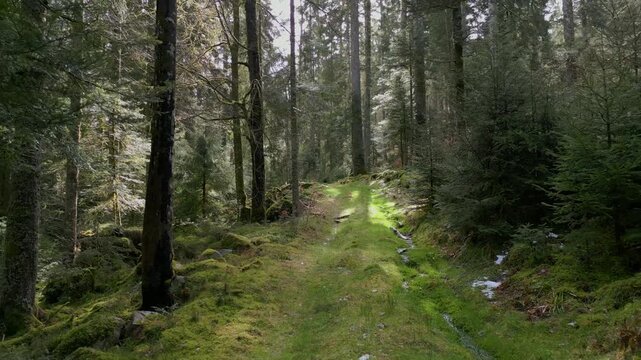 chemin forestier au milieu des conif&egrave;res et des foug&egrave;res dans les Vosges
