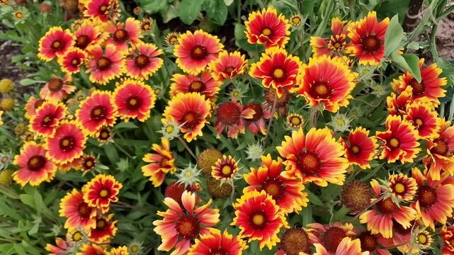 Gaillardia x grandiflora 'Kobold' a spring summer flower plant commonly known as blanket flower, gardening stock video footage clip