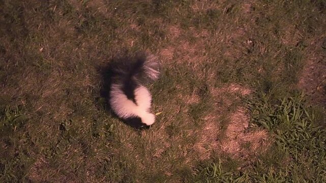 Striped skunk with its distinctive black and white fur walking through a grassy area at night. The wild animal is searching for food
