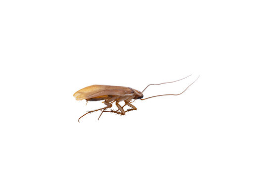 Cockroach Upside Down with Long Antennae Isolated on White Background