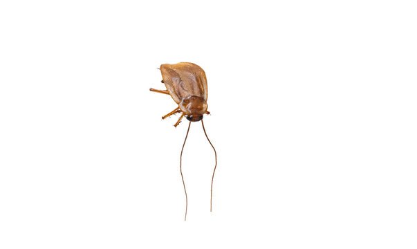 Cockroach Upside Down with Long Antennae Isolated on White Background