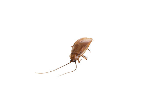 Cockroach Upside Down with Long Antennae Isolated on White Background
