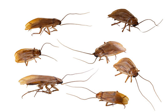 Set of Cockroaches in Different Positions Isolated on White Background