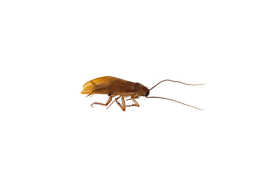 Cockroach Upside Down with Long Antennae Isolated on White Background