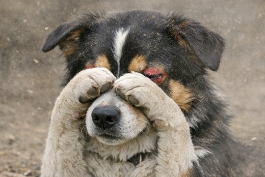 A dog lying down with its paws covering its face, likely feeling embarrassed or ashamed
