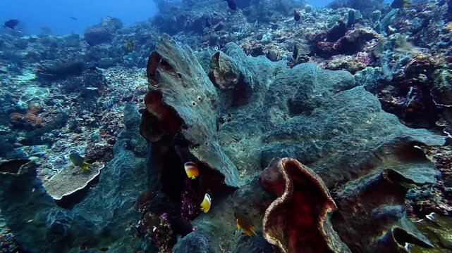 Large barrel sponges and butterflyfish highlight the colorful coral reef at Bali, Gili Islands. Diverse marine life, vivid textures, and tropical colors make this an underwater paradise for divers.