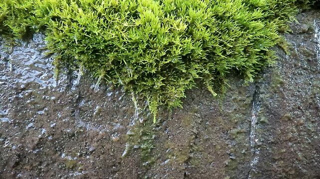 Water dripping from green moss on wet rock surface