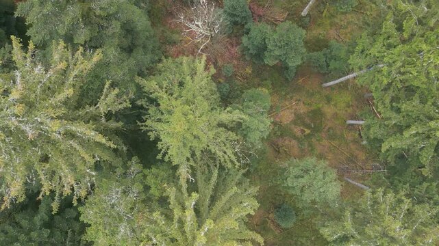 Vue verticale depuis un drone d'une for&ecirc;t de conif&egrave;res dans les Vosges
