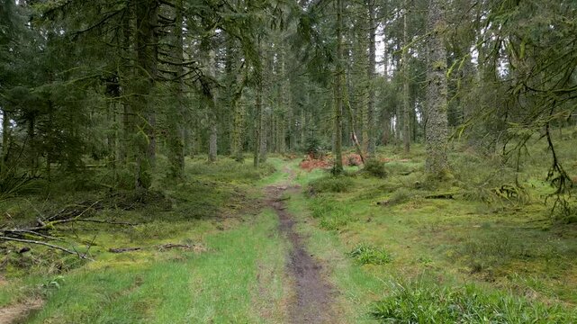 Petit sentier de randonn&eacute;e dans la for&ecirc;t des Vosges au milieu de sapins