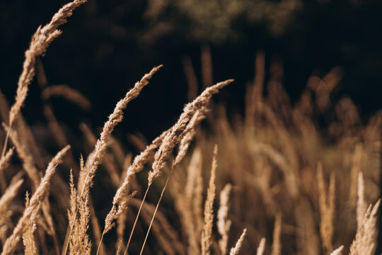 Abstract natural background of soft plants Cortaderia selloana. Pampas grass on a blurry bokeh, Dry reeds boho style. Fluffy stems of tall grass in autumn. Web banner