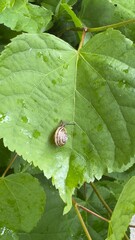 snail on a leaf © Alla