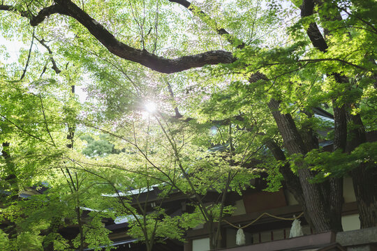 新緑のカエデの葉の間から差し込む木漏れ日と和風建築の屋根
