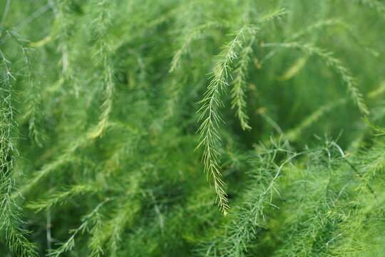 Nahaufnahme von filigranen, gr&uuml;nen Zweigen von Gem&uuml;sespargel (Asparagus officinalis) im Sommer