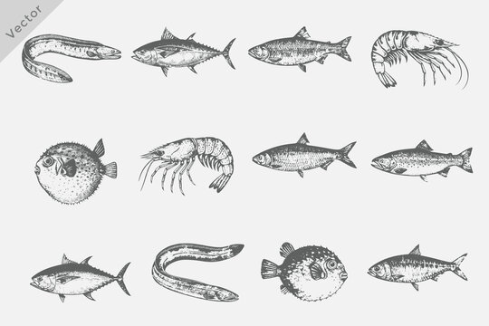 Vintages engrave isolated Goldfish, Shark, Prawn, Eel, Swordfish fish illustration killer whale ink sketch illustration. Hand-drawn sketch fish set for creative design.