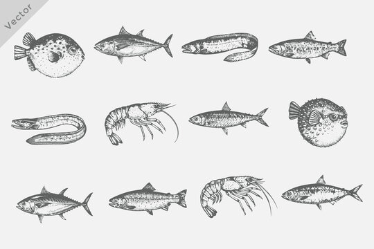 Vintages engrave isolated Goldfish, Shark, Prawn, Eel, Swordfish fish illustration killer whale ink sketch illustration. Hand-drawn sketch fish set for creative design.