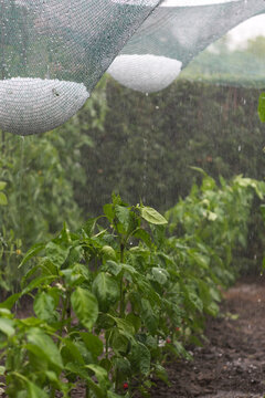 Anti-Hail Net Protecting Pepper Plants During a Hailstorm with Heavy Rain