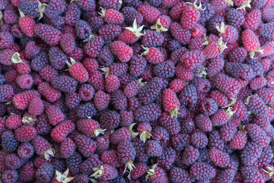 Wide Top View of Freshly Picked Ripe Raspberries Background