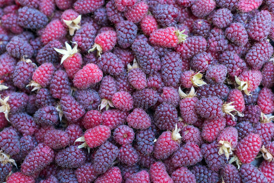 Fresh Ripe Raspberries Filling the Frame from Above