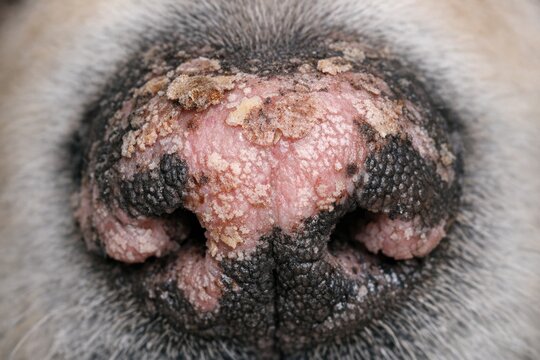A detailed view of a dog's nose and nostrils, useful for pet-related or educational content