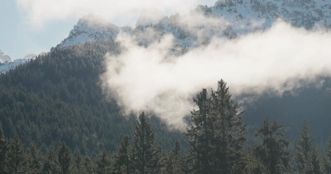 Fog Rolling Over Pine Forest 2 