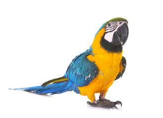 Blue-and-yellow macaw in studio © cynoclub