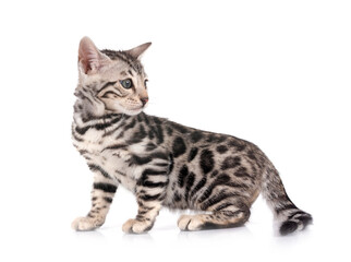 bengal kitten in studio © cynoclub