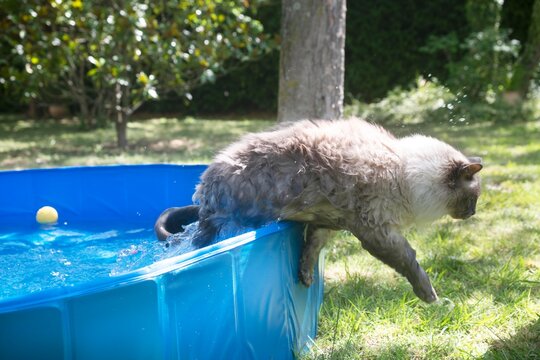 siberian cat in swimming pool