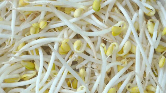Mung bean sprouts (moyashi) in full screen rotating slowly.