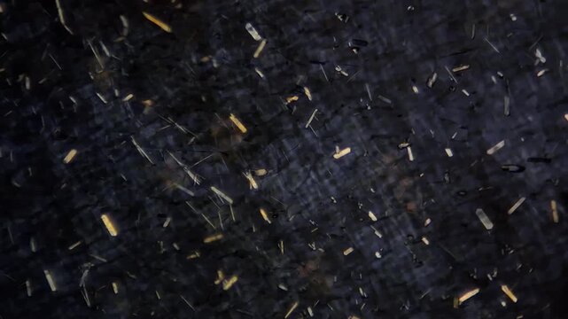 Calcium oxalate raphides crystals in grape skin under polarized light microscope 