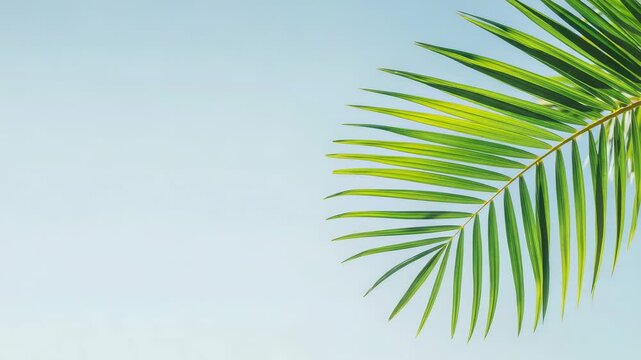 Single green palm frond against a pale blue sky background, tropical minimal summer composition with ample copy space