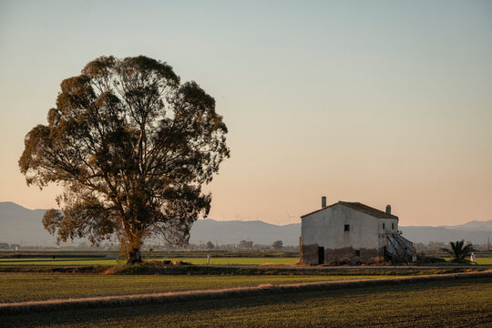 Delta Rice Fields at Sunset with Majestic Tree and Abandoned Masia
