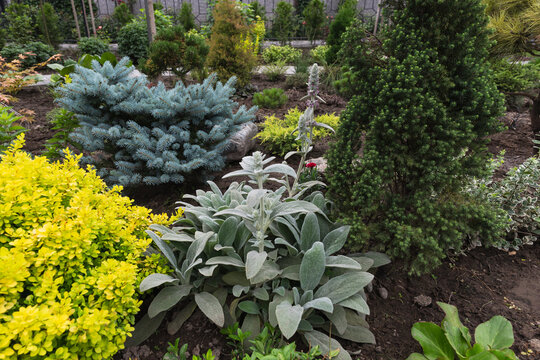 Vibrant garden landscape. Lush, colorful foliage of barberry, stachys, and euonymus combined with conifers.