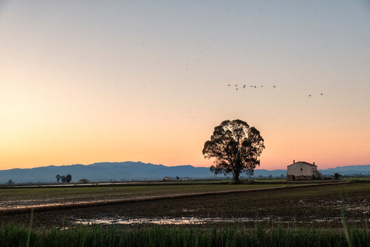 Delta Rice Fields at Sunset with Majestic Tree and Abandoned Masia