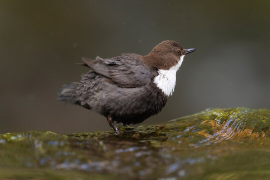 White-Throated Dipper Shakes Its Feathers  