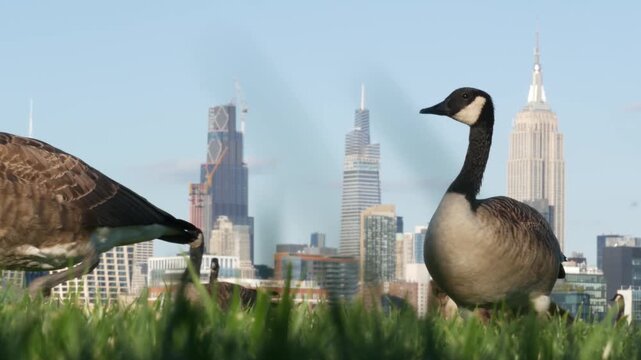 New York City Manhattan Midtown towers from New Jersey, wild goose or duck on grass lawn of pier A park, Hoboken, United States. American high-rise skyscraper building and birds migration, NYC skyline
