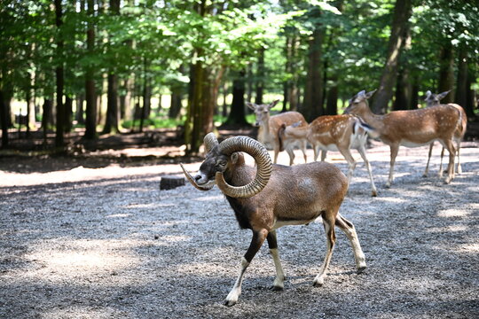 Ram with large spiral horns walking in sunlit forest