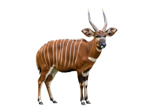 Standing bongo antelope isolated on transparent background