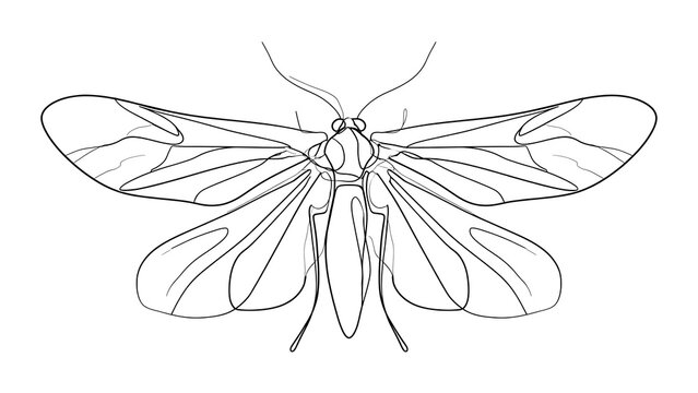 Detailed insect line drawing on white background.