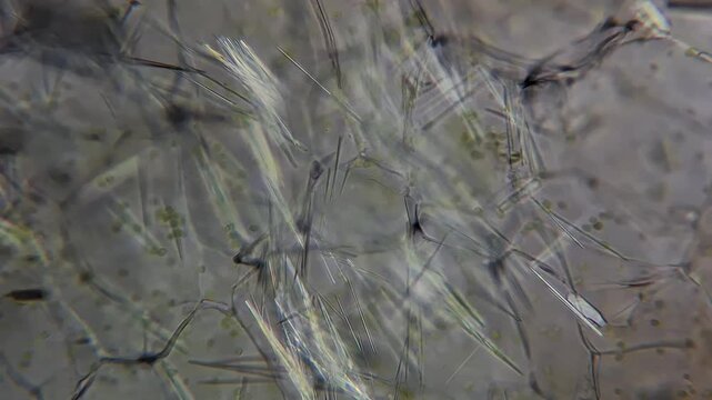 Calcium oxalate raphides crystals in grape skin under polarized light microscope 