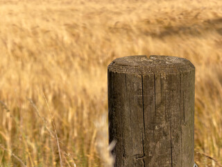 Naklejka premium old wooden fence post against a golden background of crop 