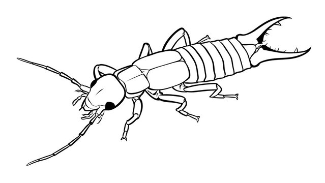 Detailed earwig illustration on white background.