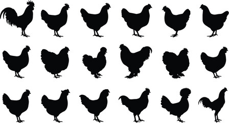 Set of chicken and rooster silhouette, various poses. group of farm birds on transparent background. © Fazla Rabbi