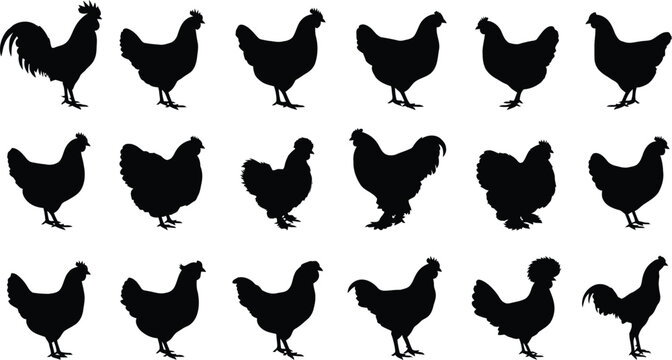 Set of chicken and rooster silhouette, various poses. group of farm birds on transparent background.