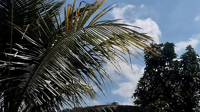 Low angle close up view of green palm fronds rustling actively in the wind against a blue sky.